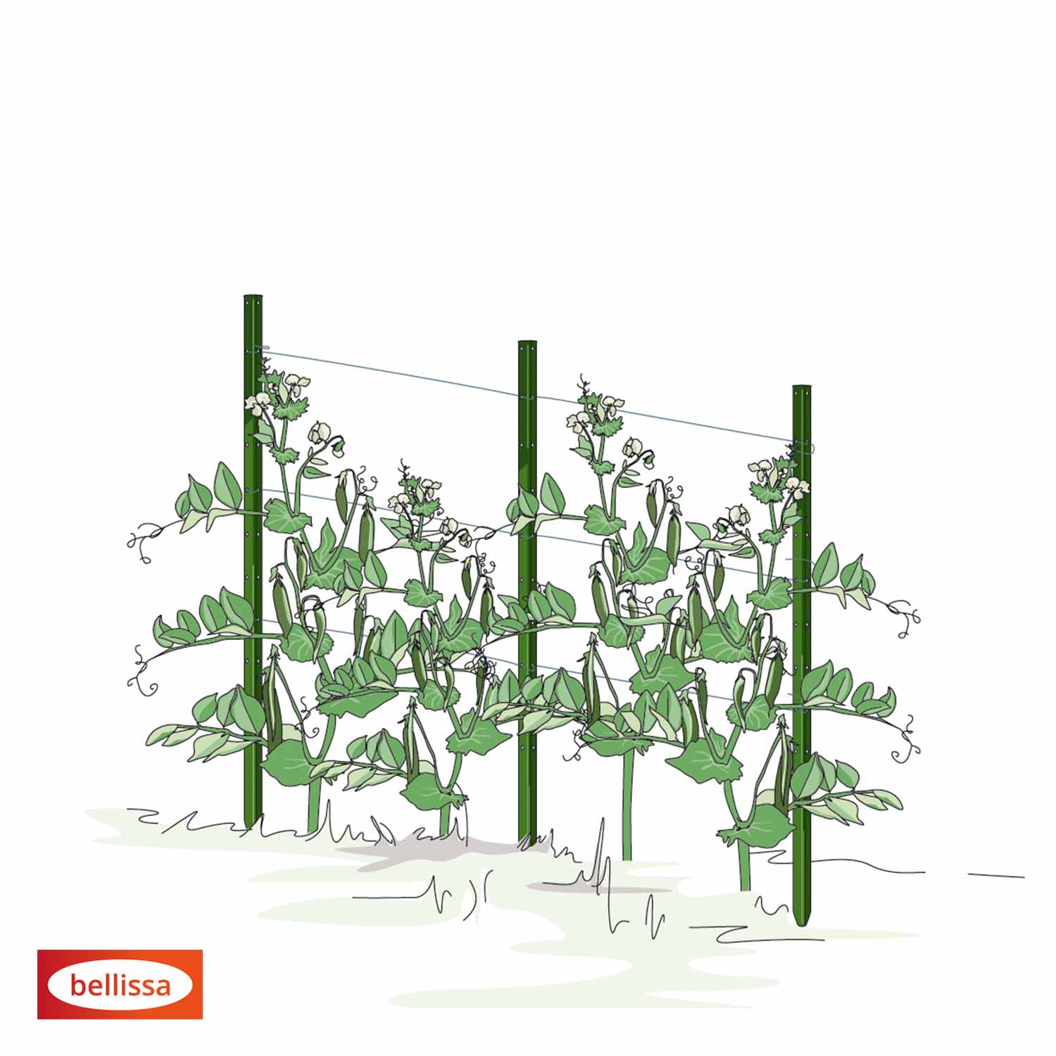 Bellissa Pflanzstab Timo 150 G