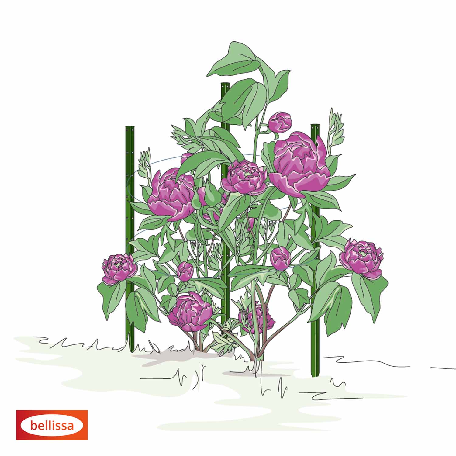 Bellissa Pflanzstab Timo 100 G