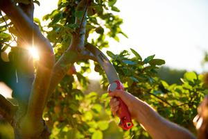 4008423878592_2c32_product_size ASTSÄGE POWER CUT SAW 370 MS         MTD