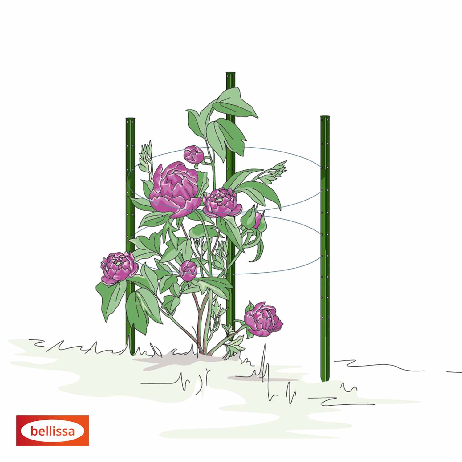 Bellissa Pflanzstab Timo 150 G