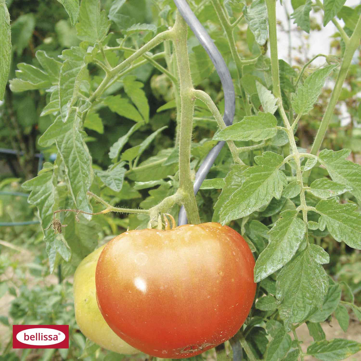 670443-1 TOMATENSPIRALE 150CM 6MM VERZINKT
