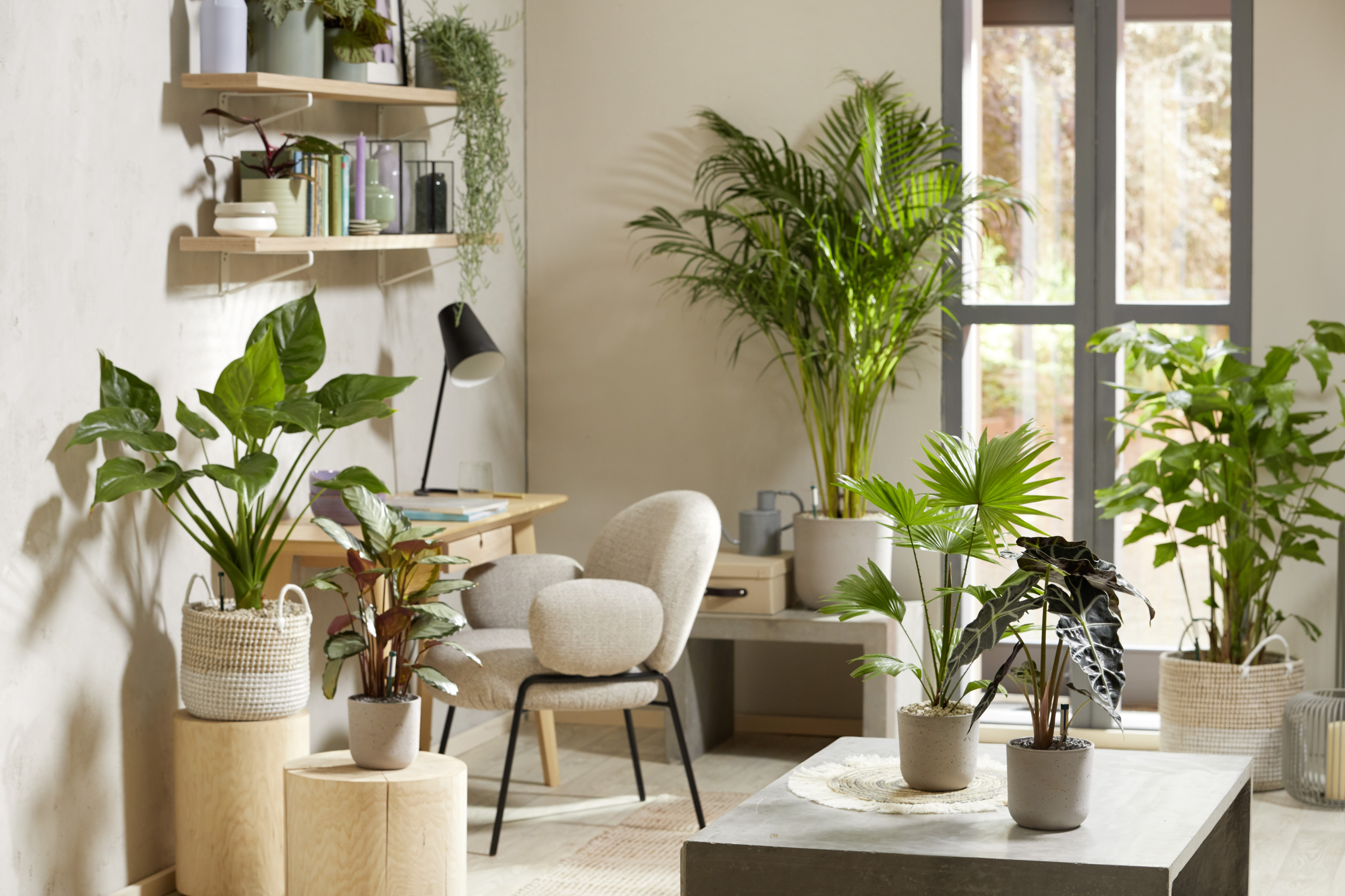 Seramis Topper, Limestone, 1 L