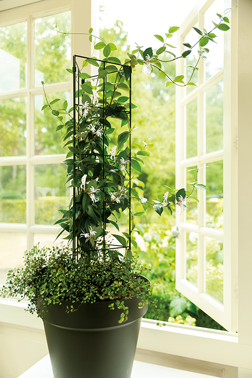 0702633070954_sfeer6icrYKehtFUnL Peacock Verbindungsclip Rankspalier Vario