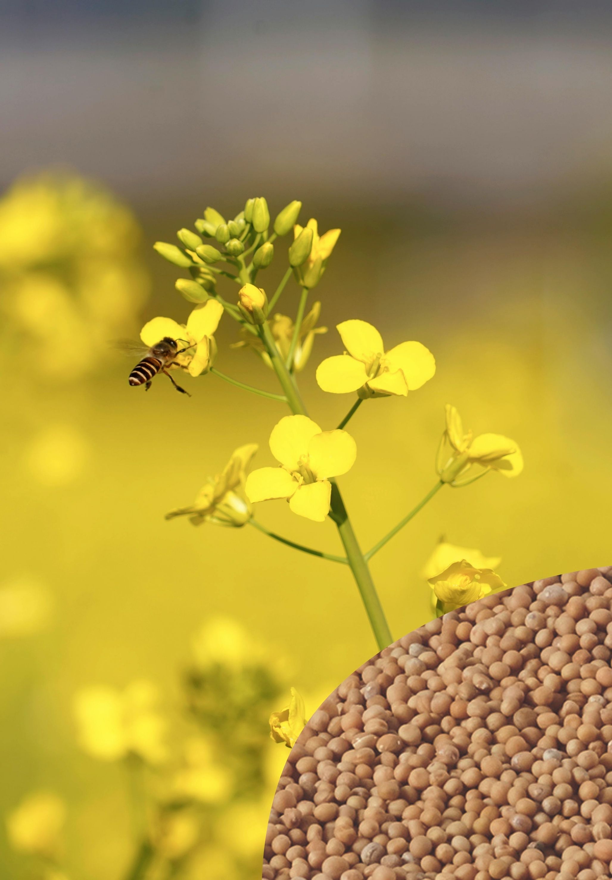 Weißer Senf (Gründüngung), 1 kg