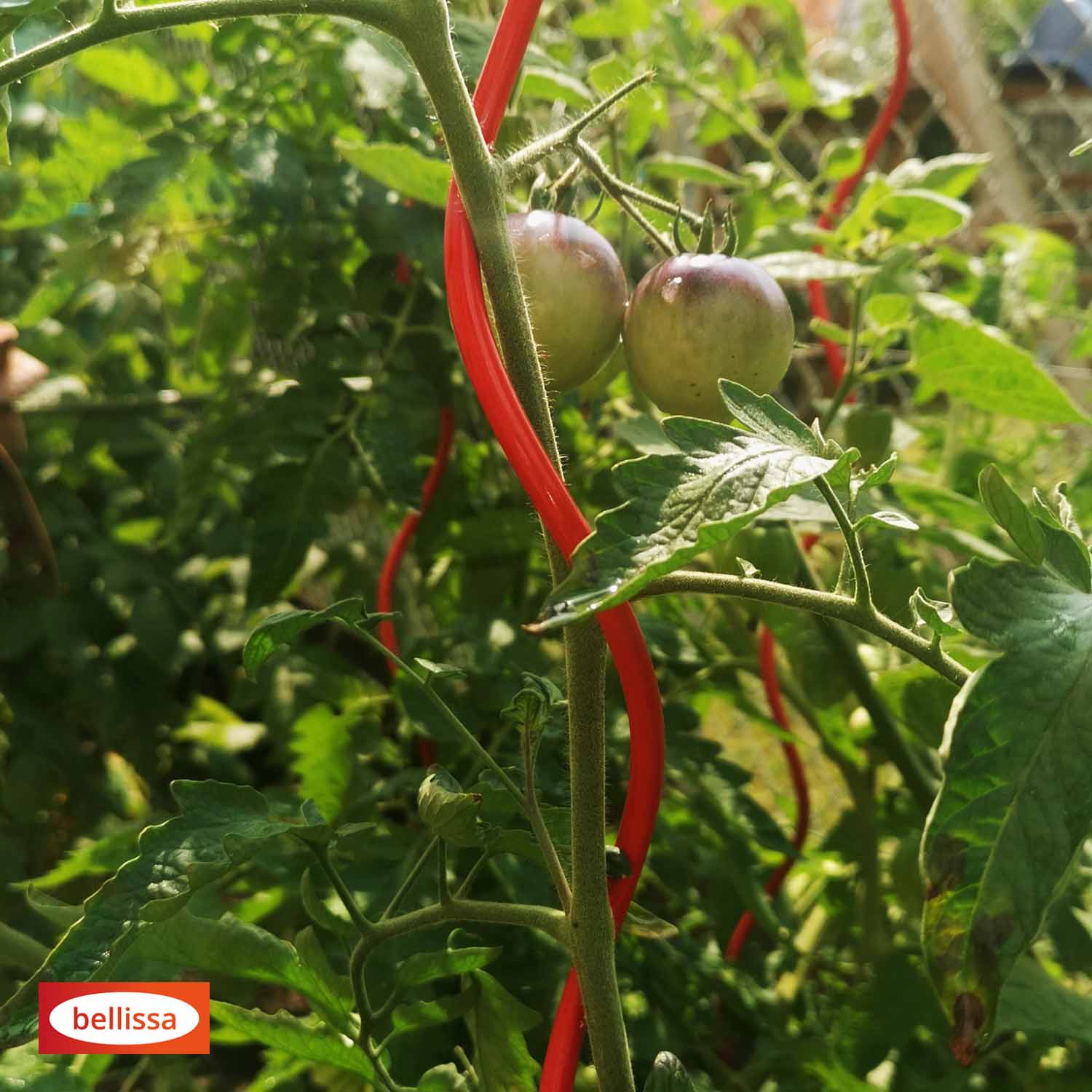 Bellissa Tomatenspirale Colorata 110