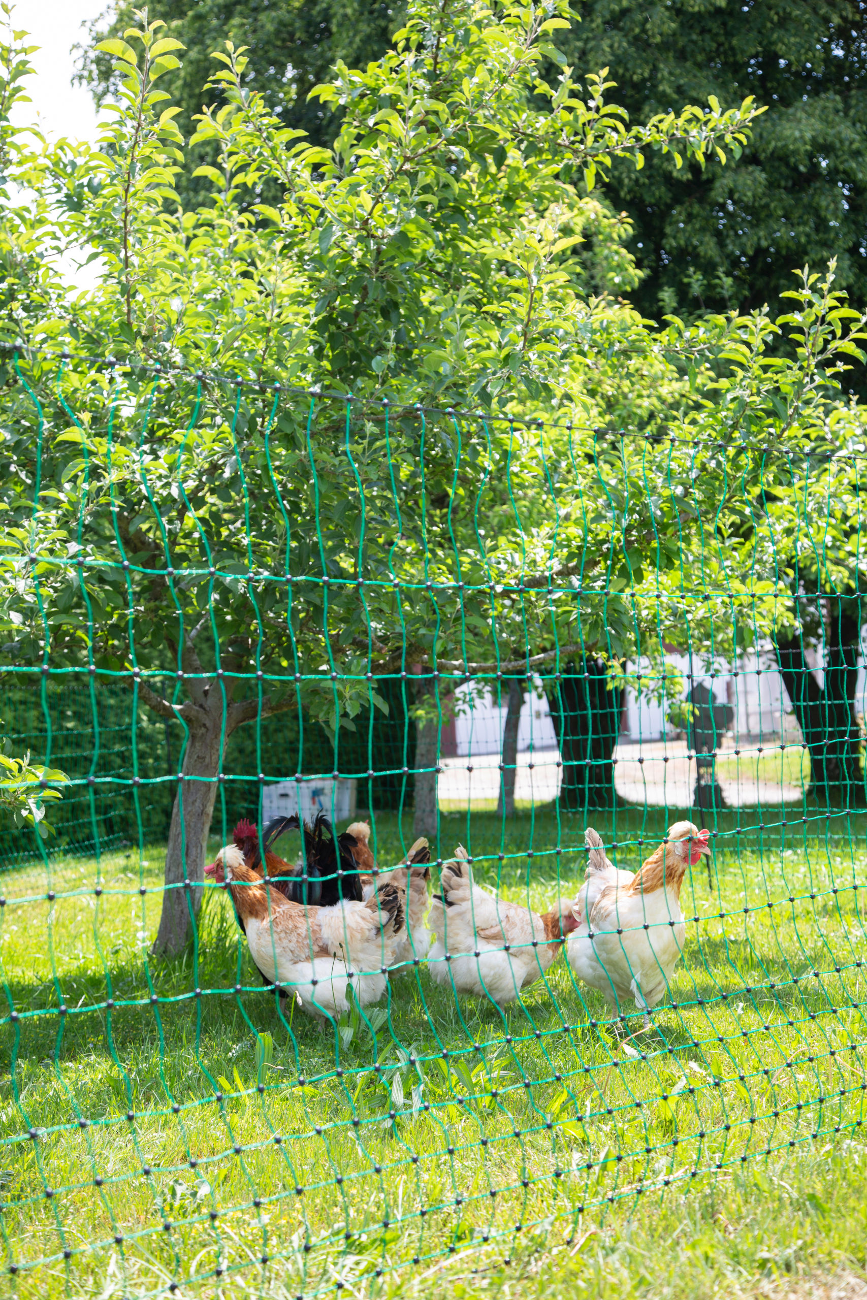 Kerbl Geflügelnetz grün, el. leitend 15 mtr. / 106cm / Doppelspitze