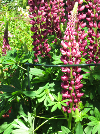 0702633082438_sfeerLAZfNieVCO5fa Peacock Strauchstütze Wellenform, 100x40cm