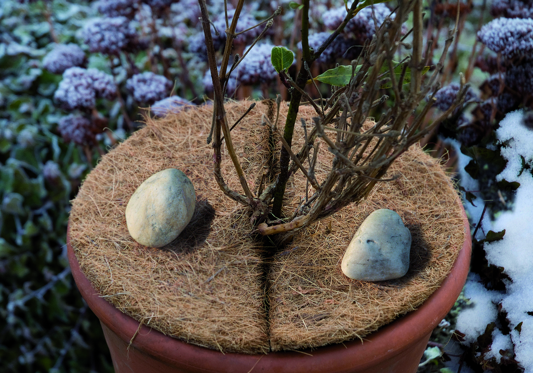 Floraworld Kokos-Mulchscheibe, 37 cm