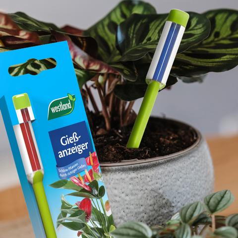 702961-3-pt03 WESTLAND GIEßANZEIGER 16CM GRÜN