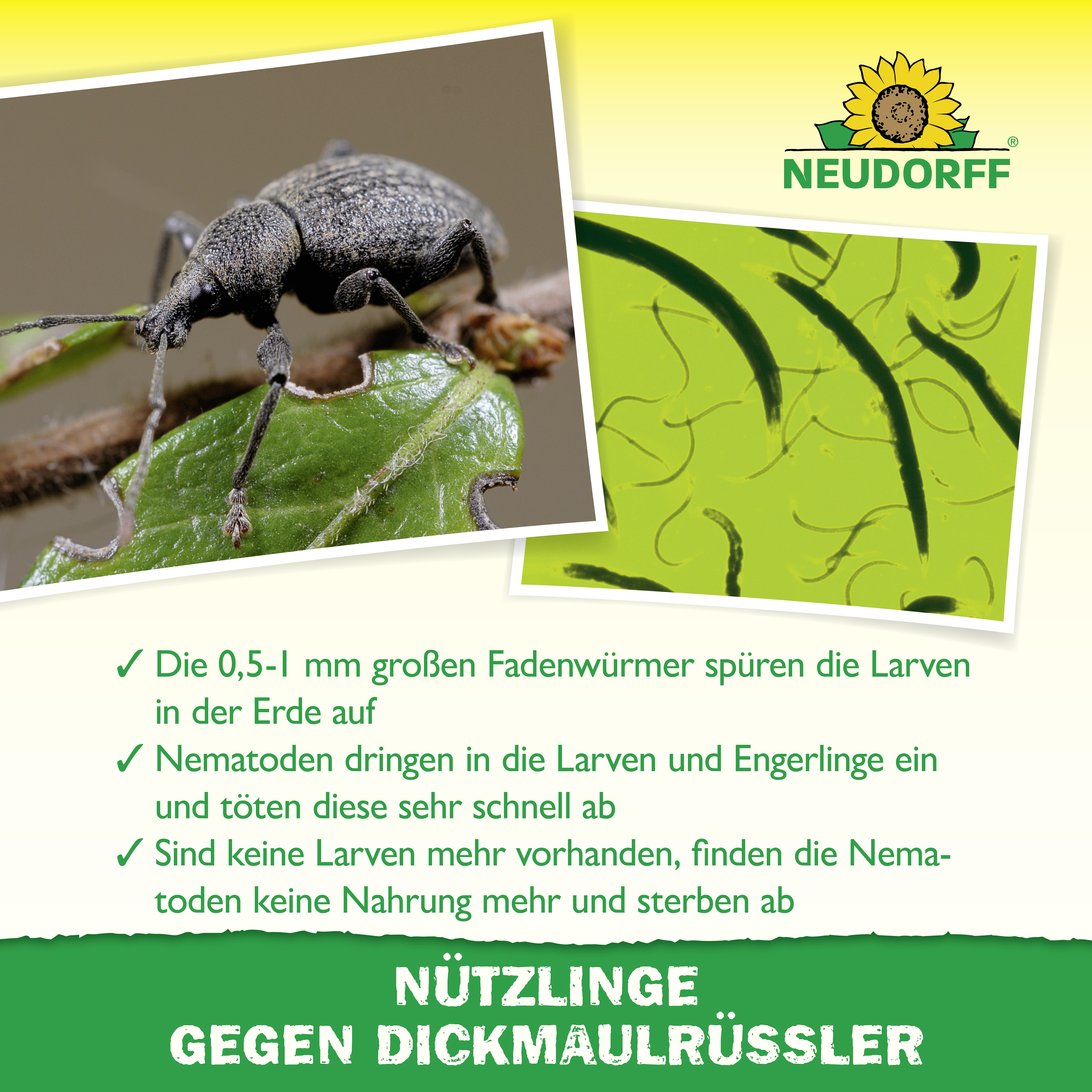 Neudorff Bestell-Karte Nützlinge gegen Dickmaulrüssler