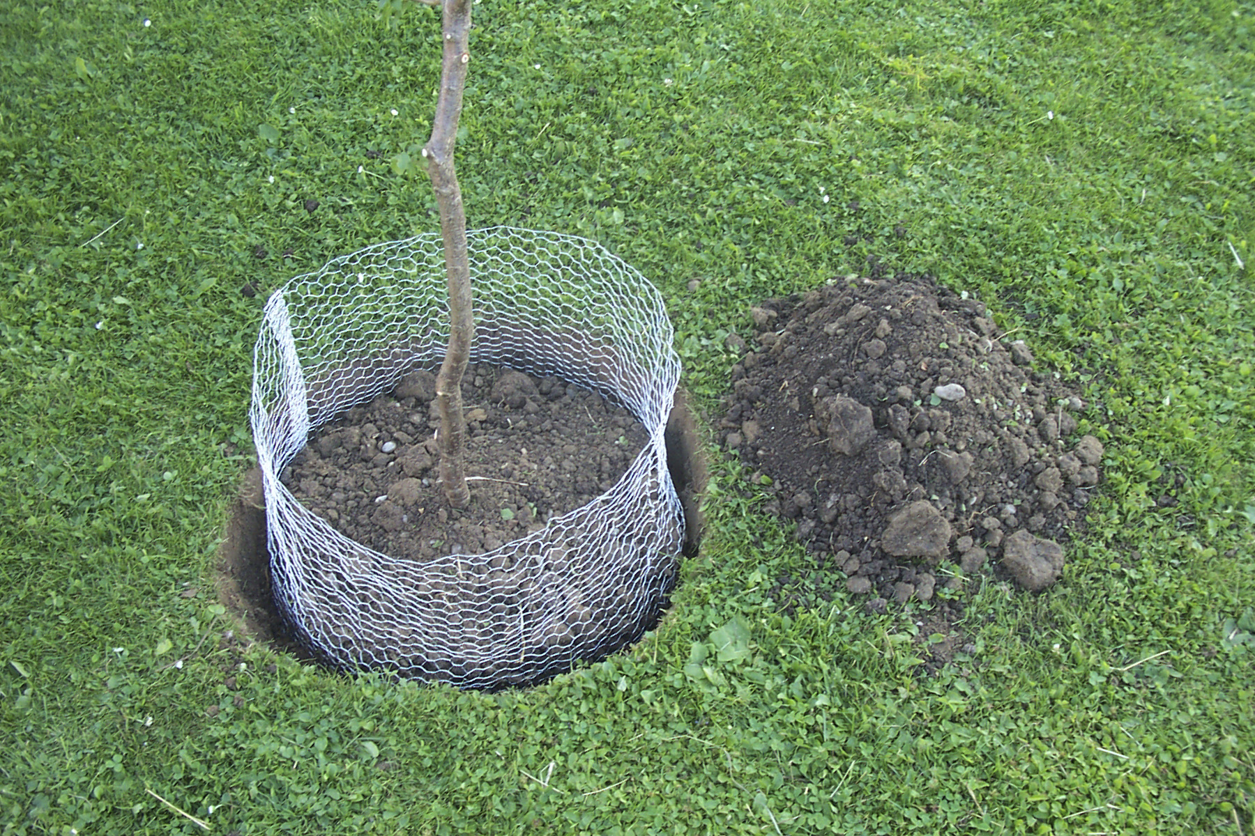 808717-1 Kerbl Wühlmauskorb klein, 35cm