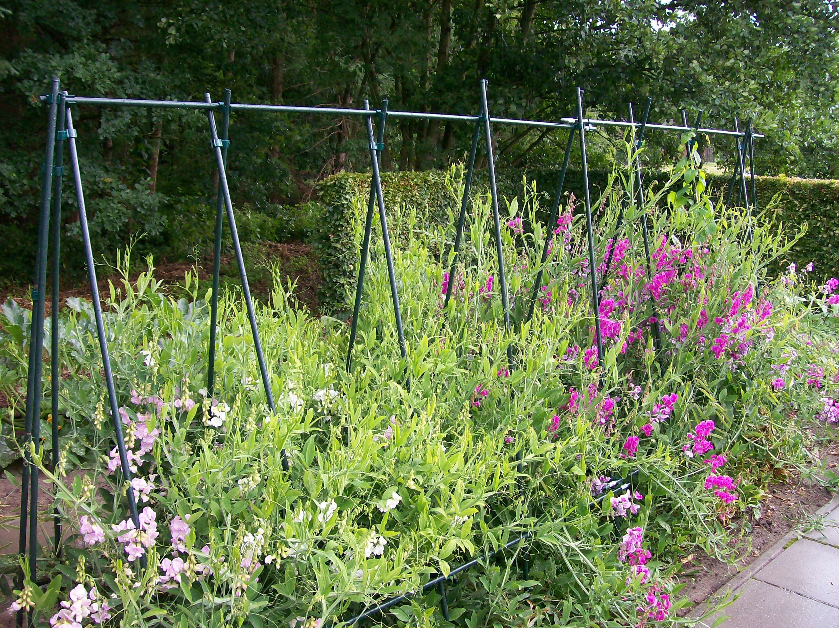 0702633141333_sfeerj1dTdSHmcgXSo Peacock Kupplung Drehbar, 16mm