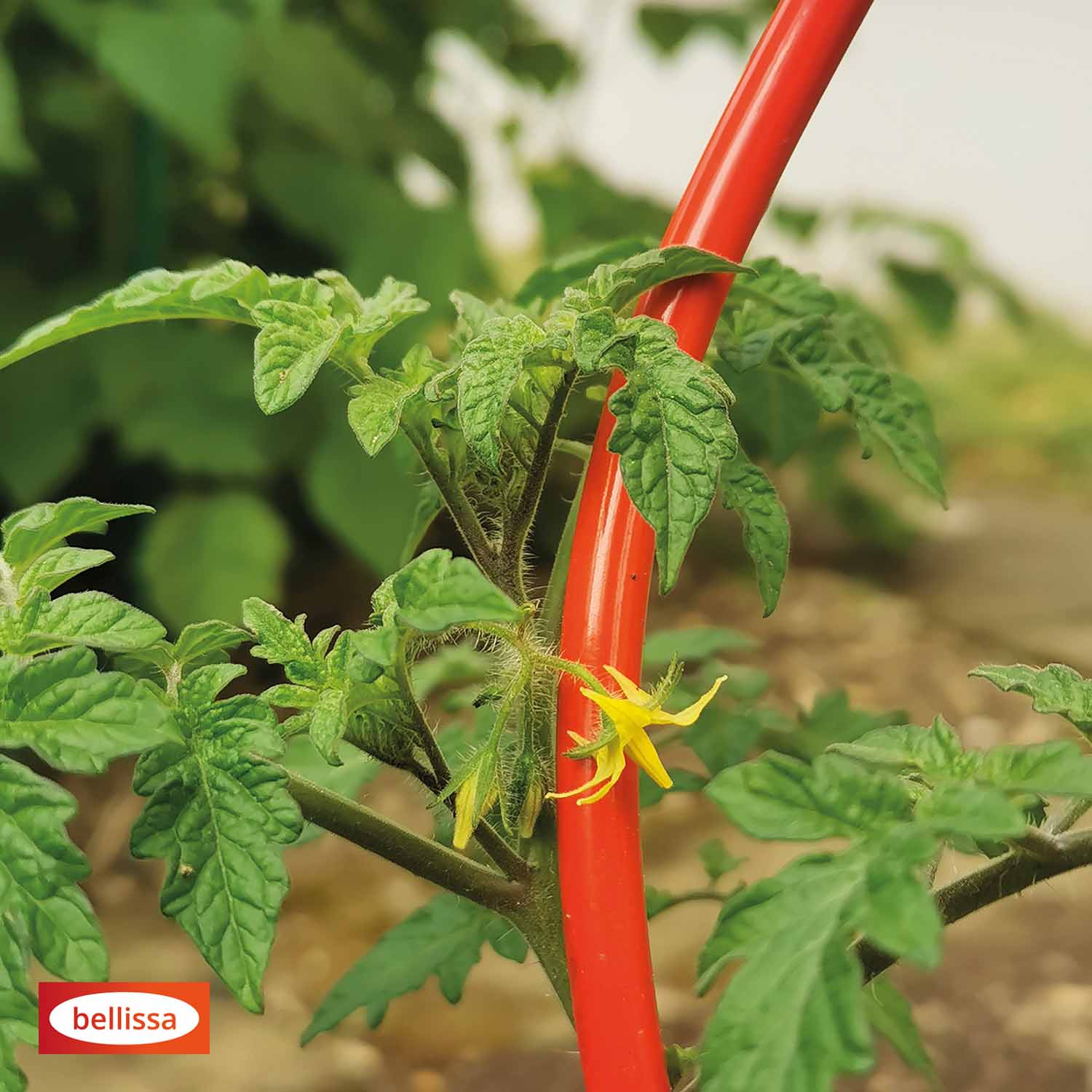 Bellissa Tomatenspirale Colorata 170
