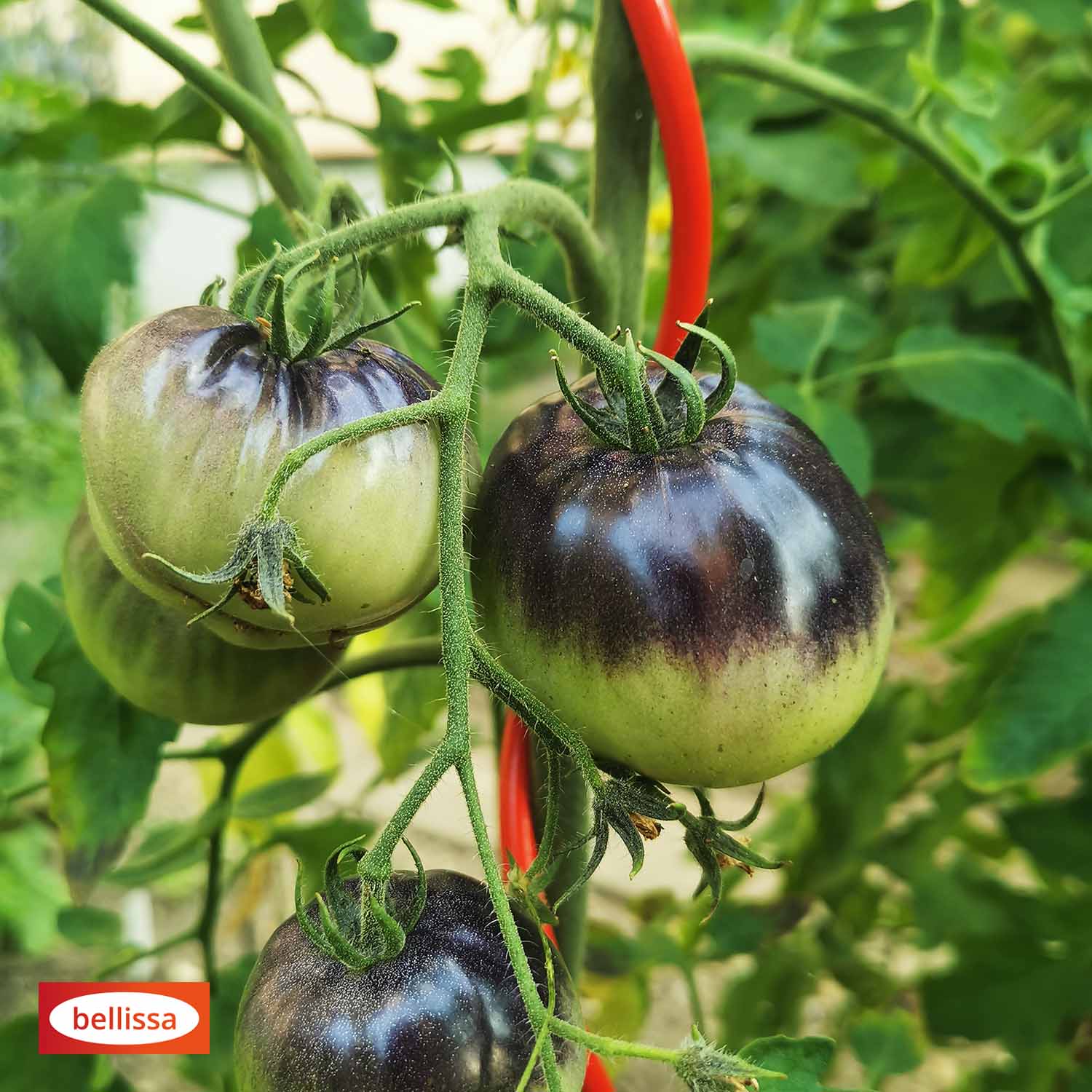 Bellissa Tomatenspirale Colorata 110