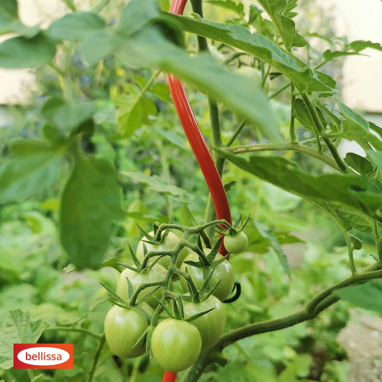 Bellissa Tomatenspirale Colorata 110