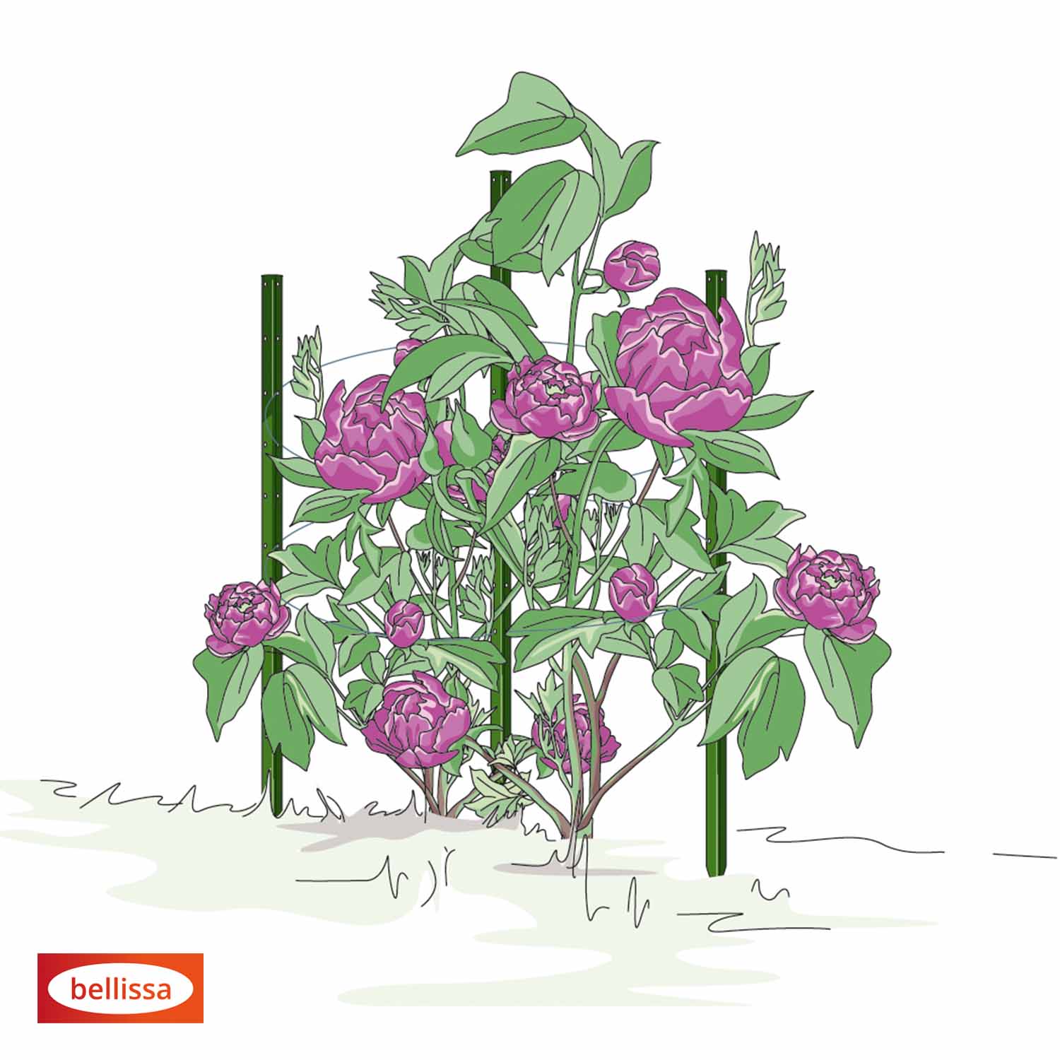 Bellissa Pflanzstab Timo 150 G
