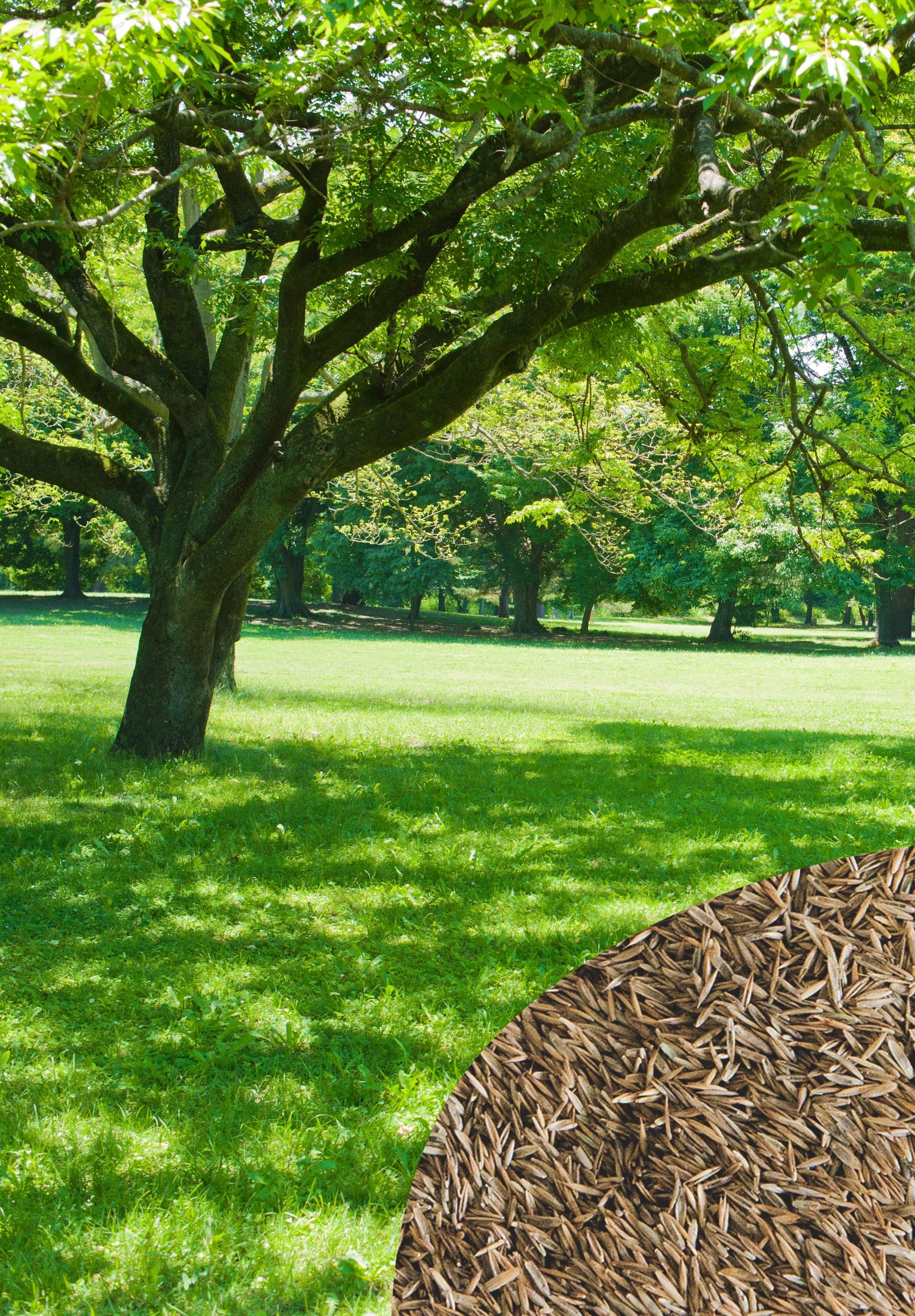 Semina Schattenrasen, 1 kg