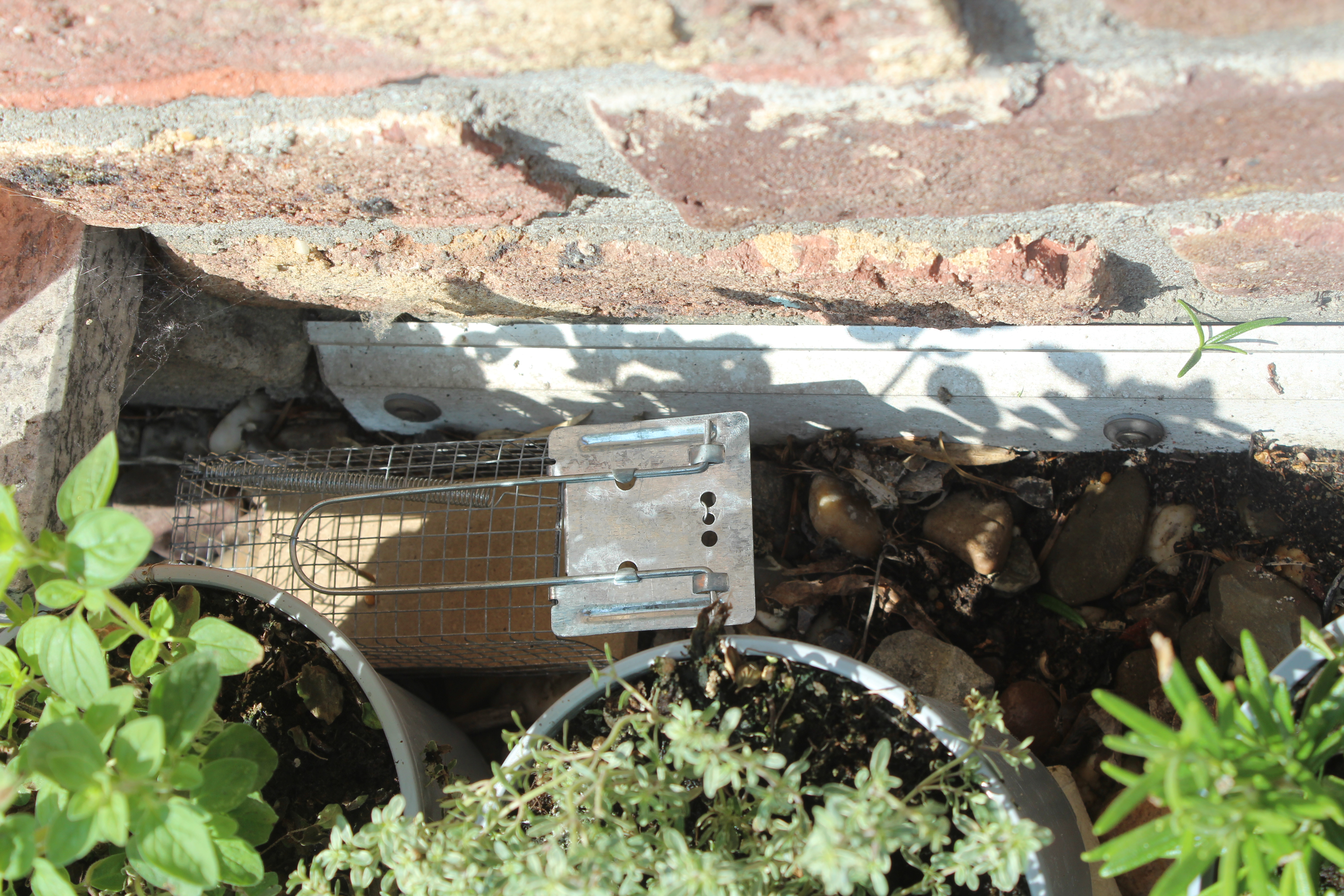 821406 Protect Home Lebendfalle Maus, Drahtkäfig