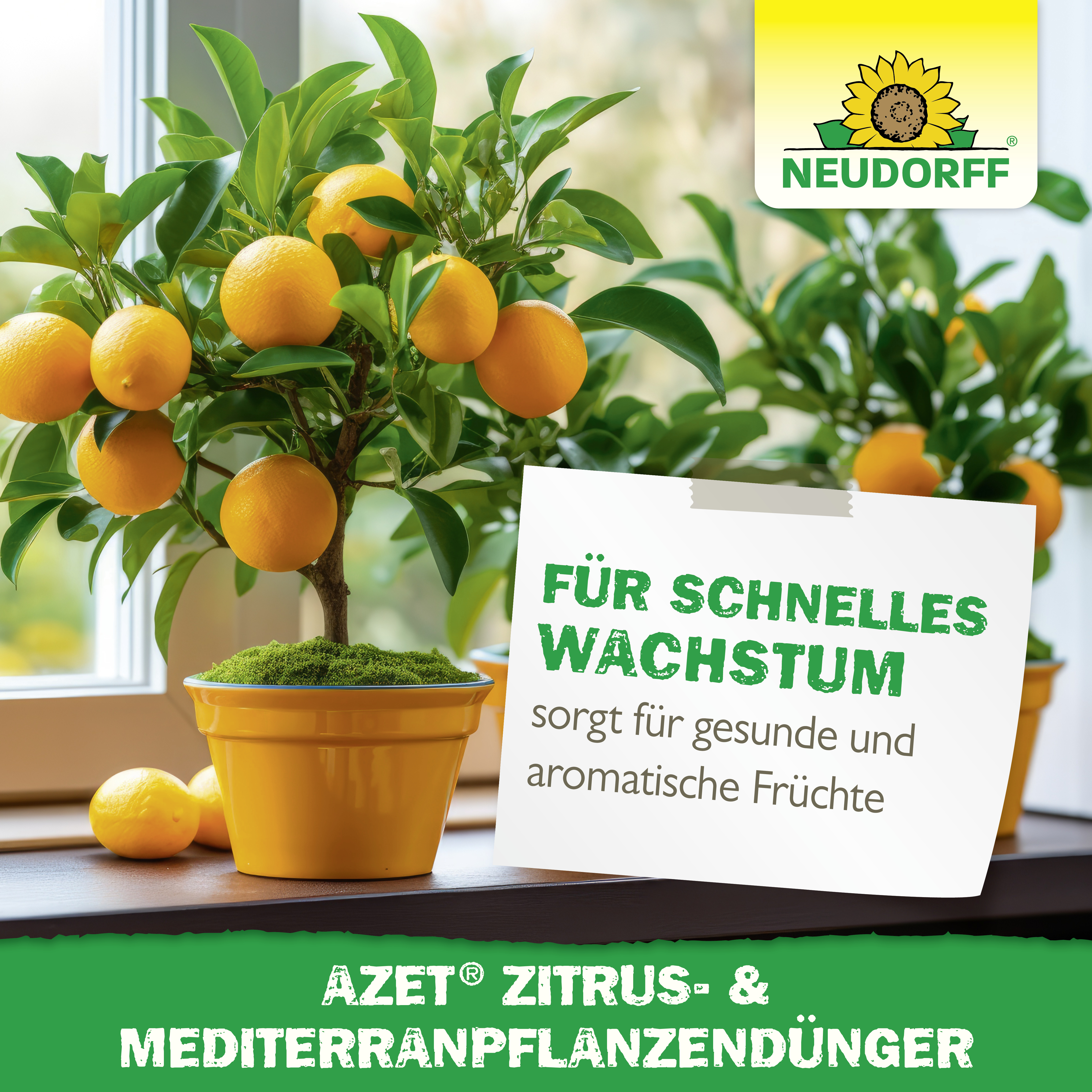 Neudorff Azet Zitrus- & MediterranpflanzenDünger, 750 g