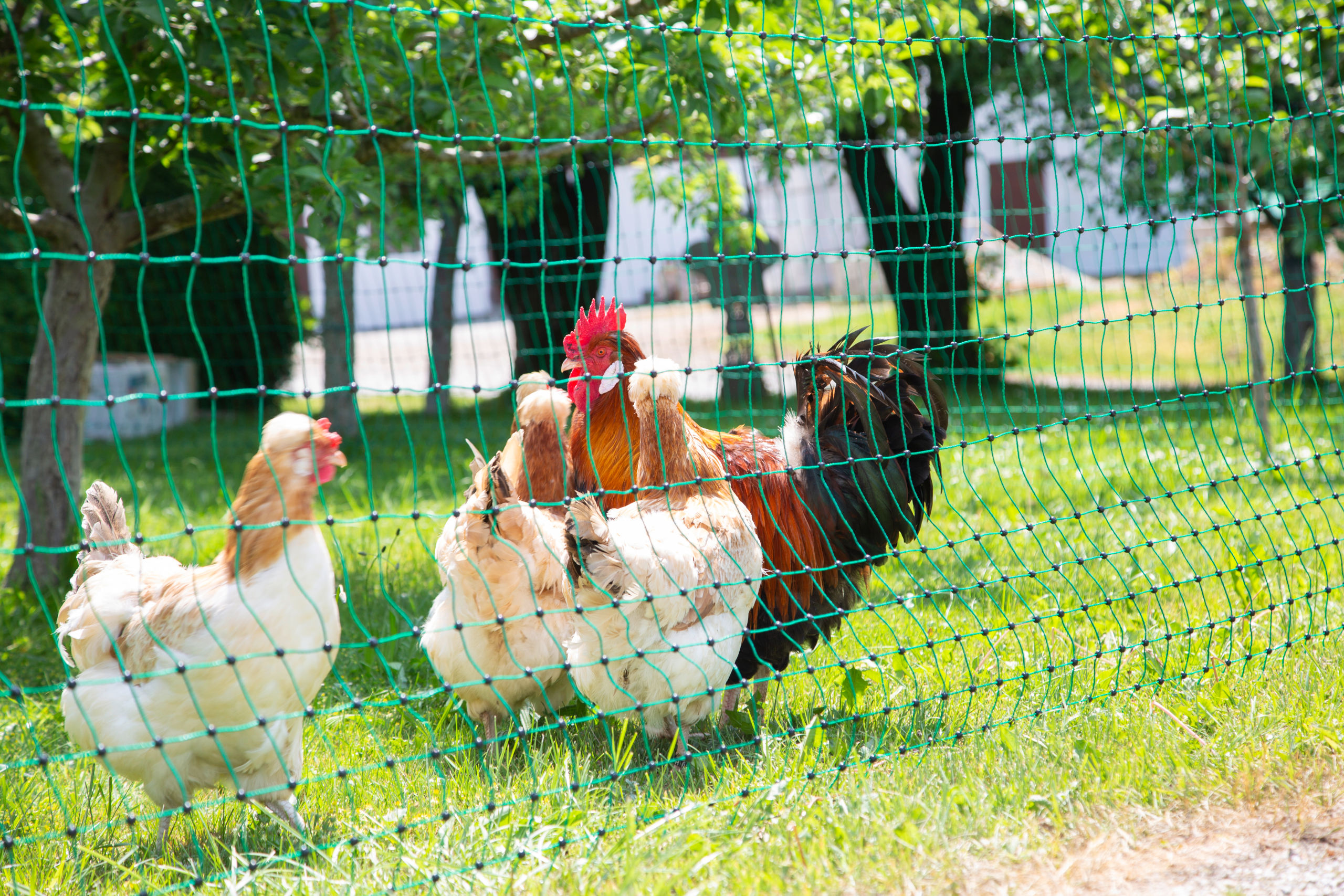 Kerbl Geflügelnetz 25 mtr., 106 cm Doppelspitze, grün, ohne Strom