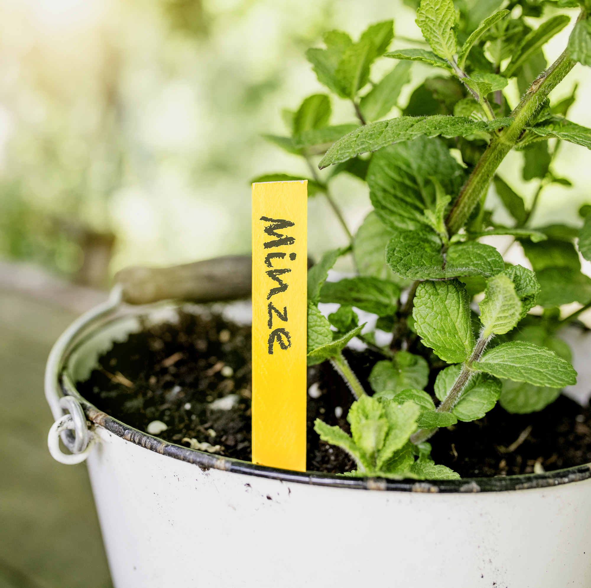 Windhager Holz-Stecketiketten 25 Stk., gelb