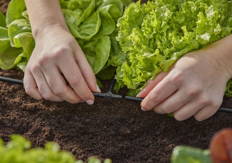 Gardena Micro-Drip-System T-Stück 4,6 mm (3/16") - Inhalt: 10 Stück Gardena Micro-Drip-System T-Stück 4,6 mm (3/16") - Inhalt: 10 Stück