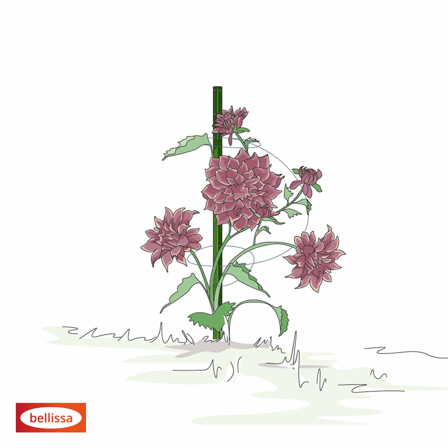Bellissa Pflanzstab Timo 150 G