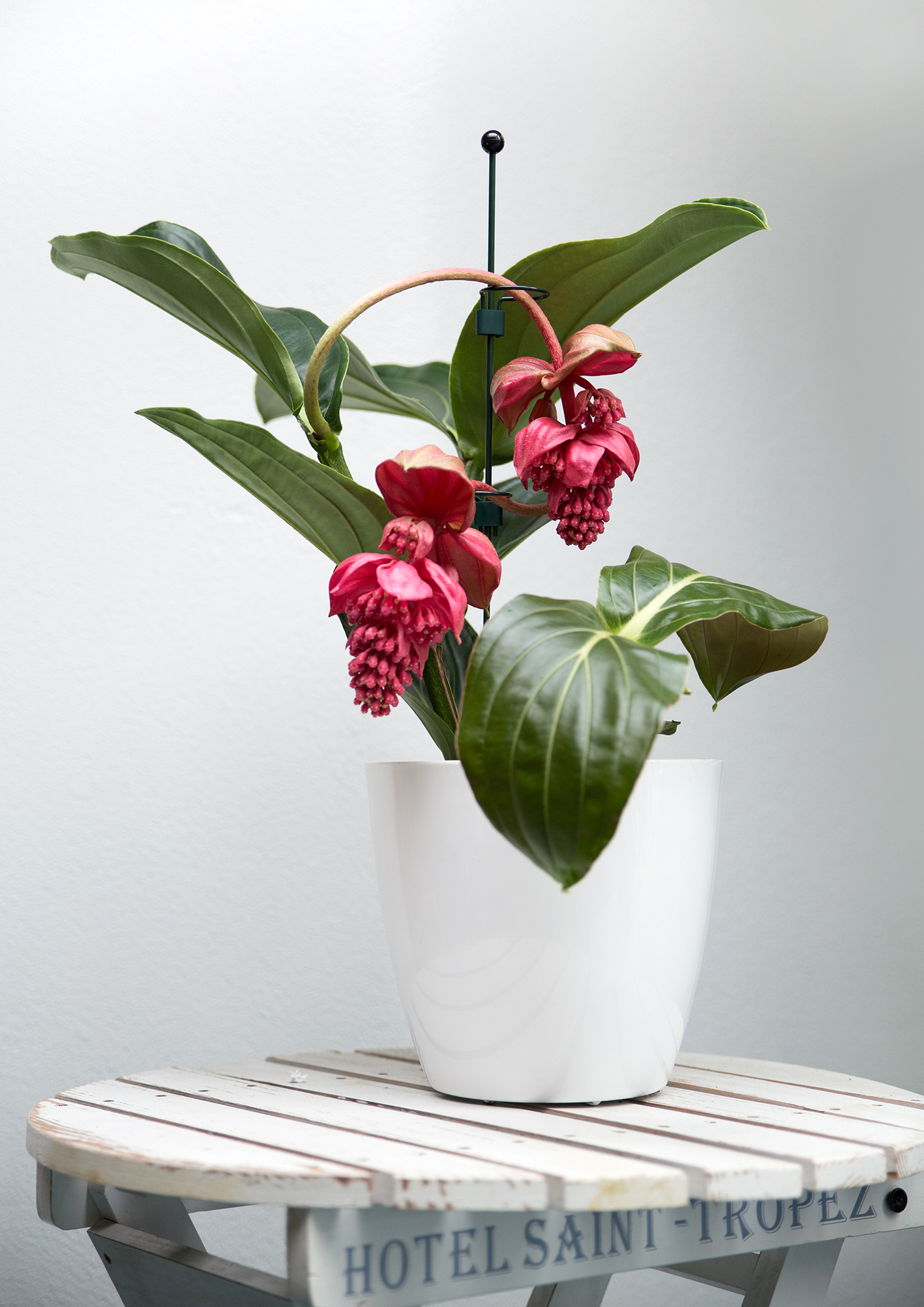 0702633171057_sfeer3ZiWxLss8Aivp Peacock Mini-Stab, 40cm mit Kupplung