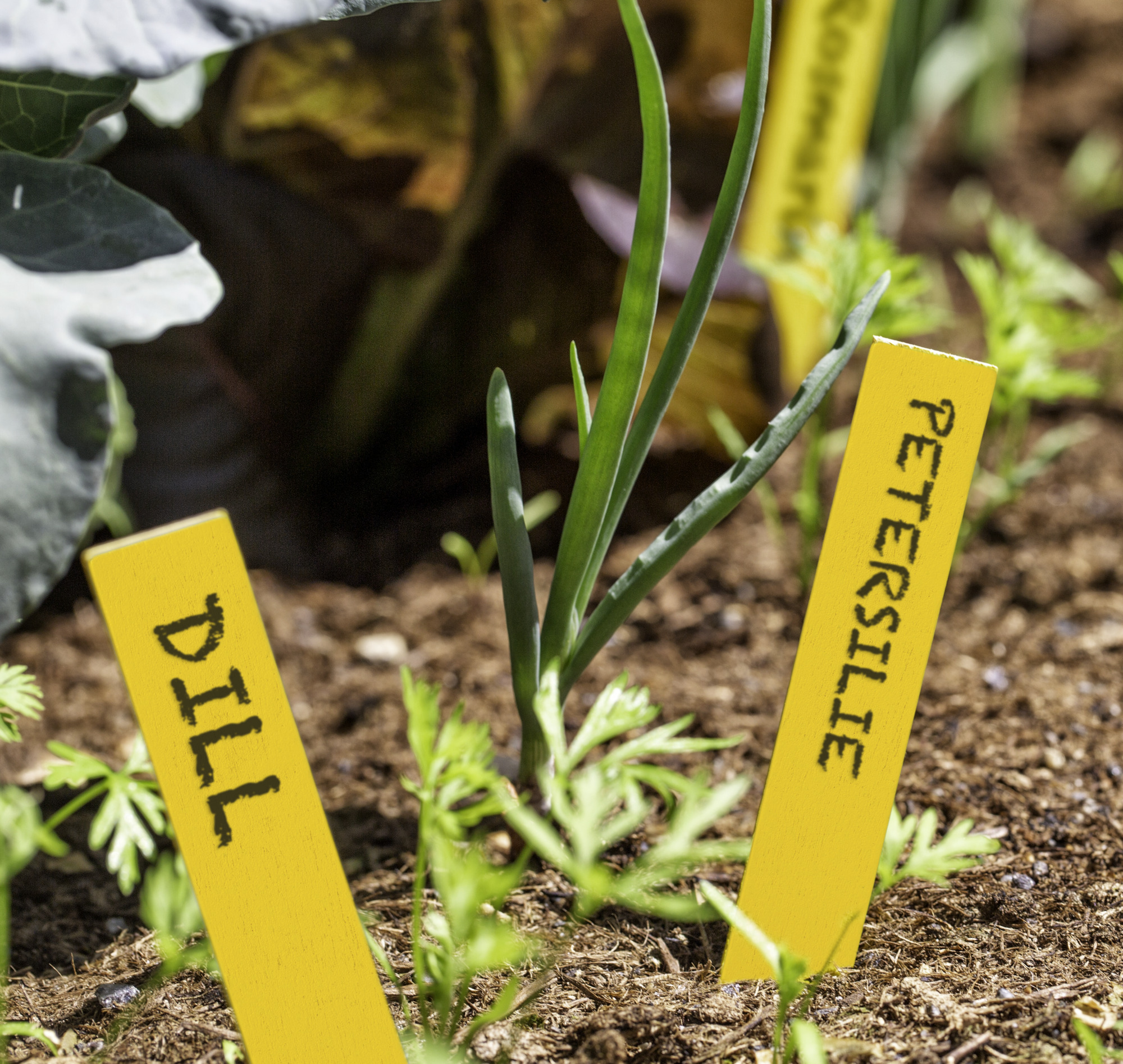 Windhager Holz-Stecketiketten 25 Stk., gelb