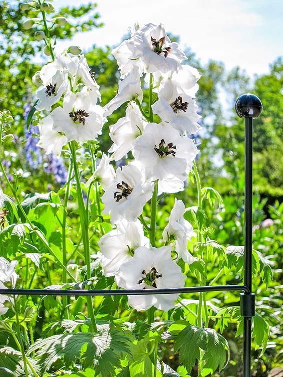 0702633091058_sfeer-1b5MHOajL4c5BS Peacock Bodenstab Standard 125cm, mit Kupplung