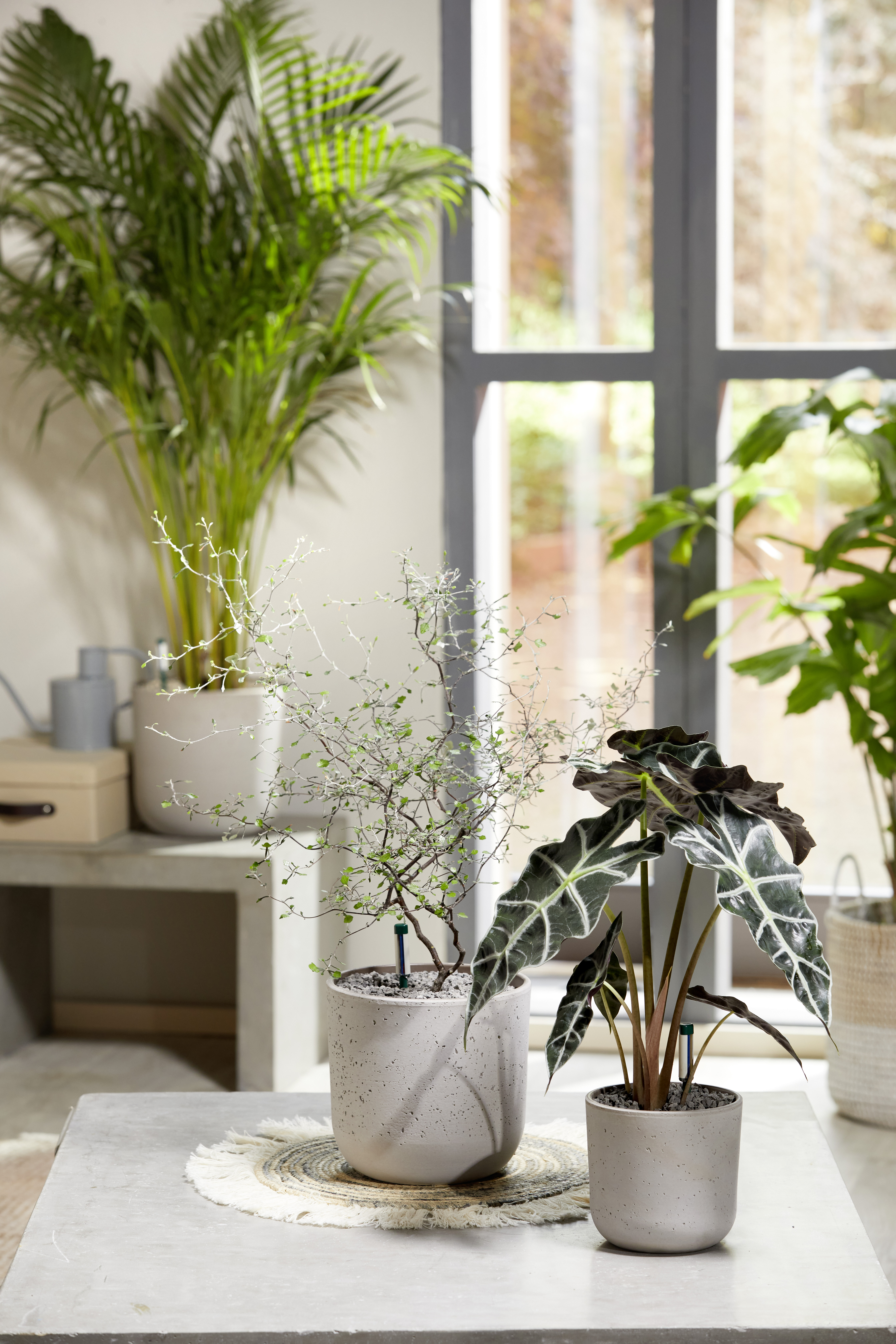 Seramis Topper, Graphite, 1 L