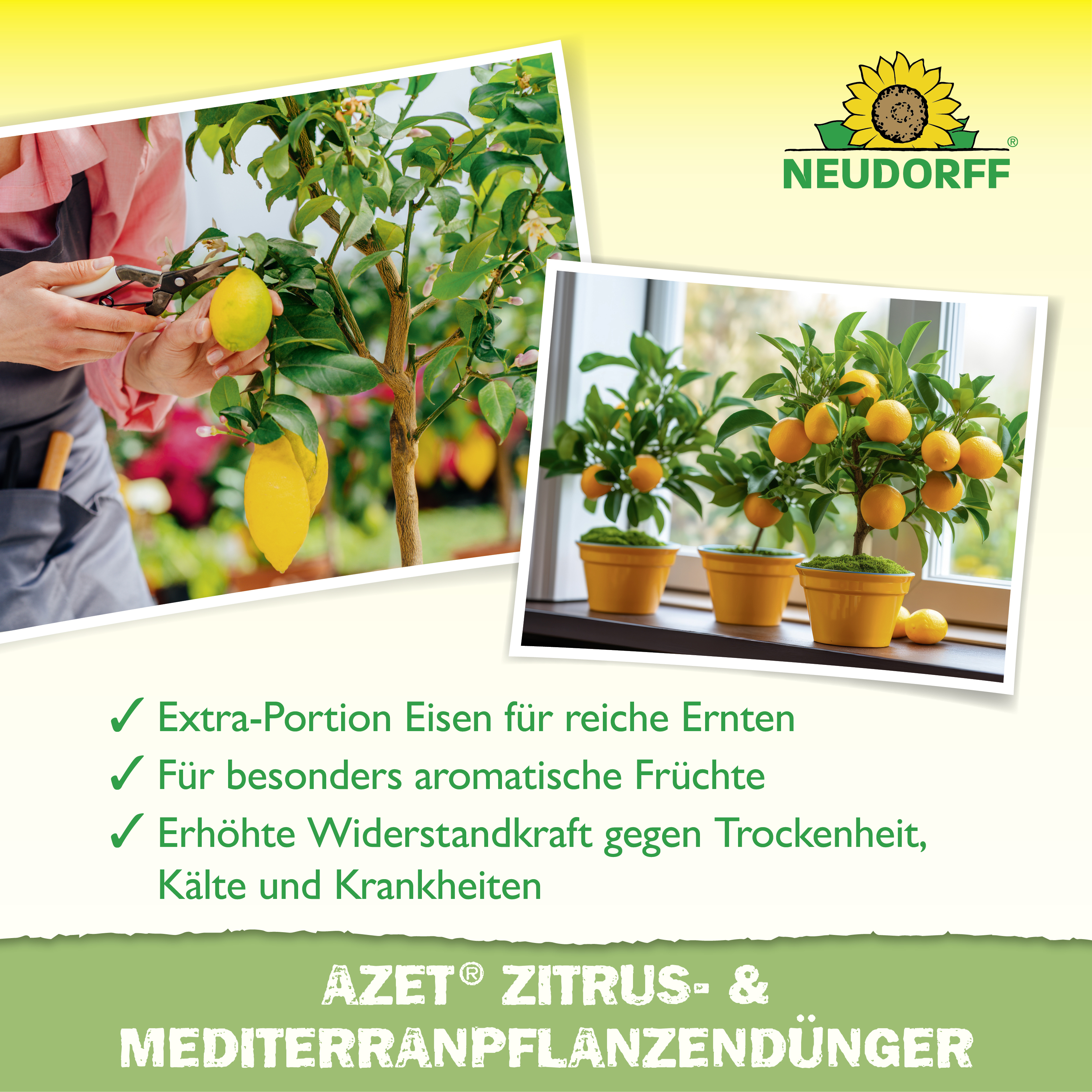 Neudorff Azet Zitrus- & MediterranpflanzenDünger, 750 g