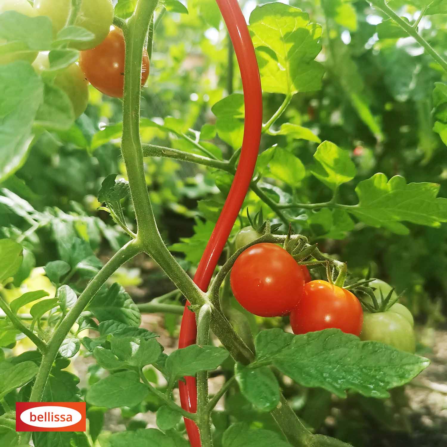 Bellissa Tomatenspirale Colorata 110