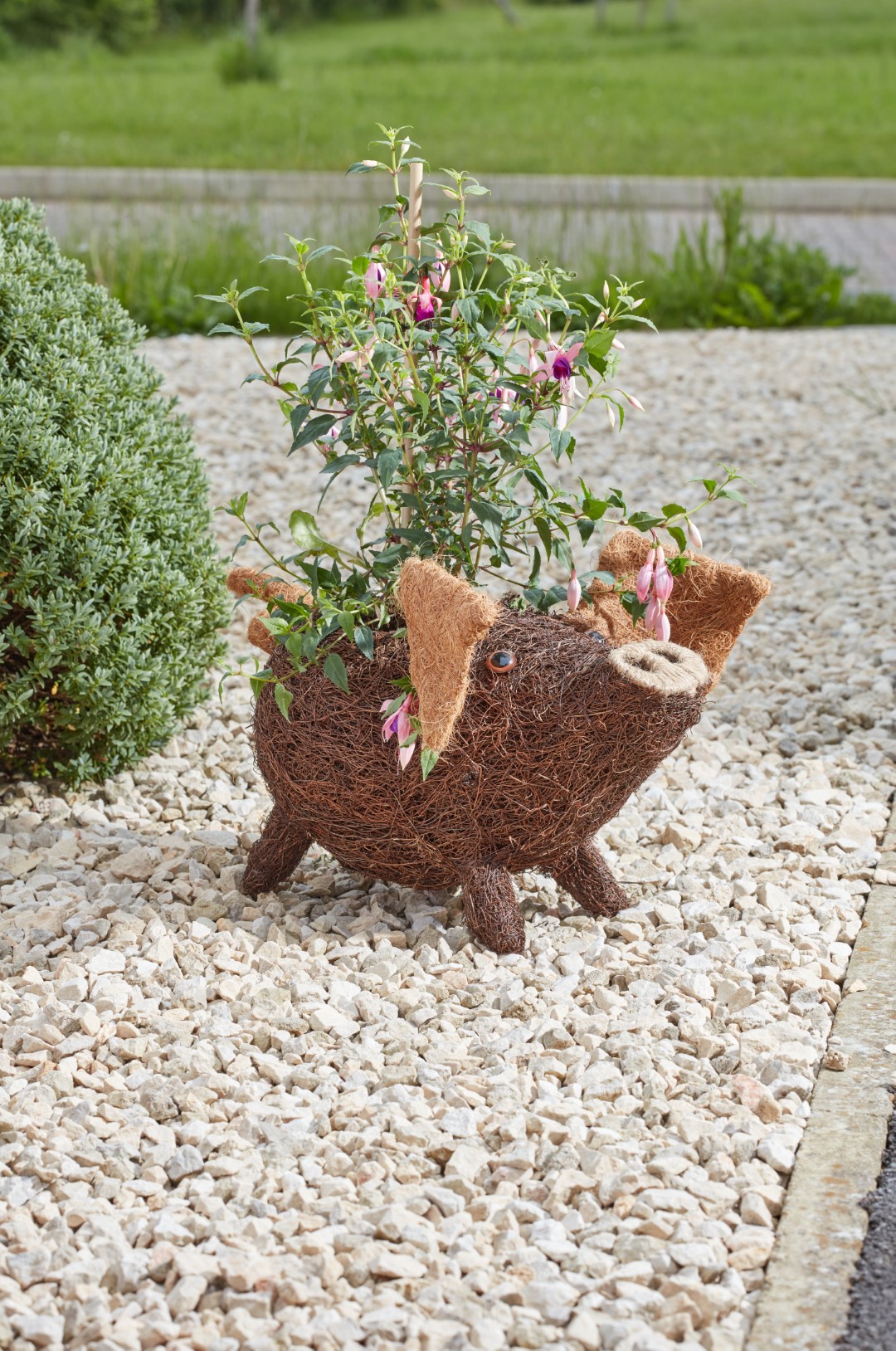 Smart Garden Schweinchen