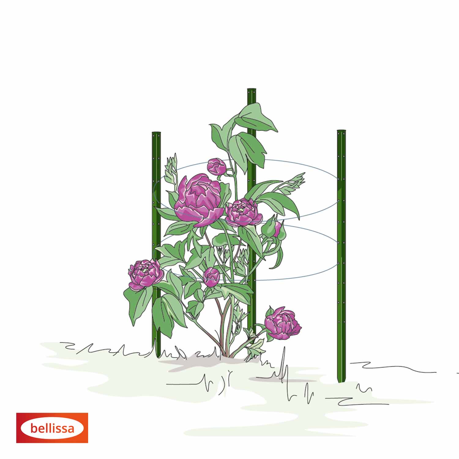Bellissa Pflanzstab Timo 100 G