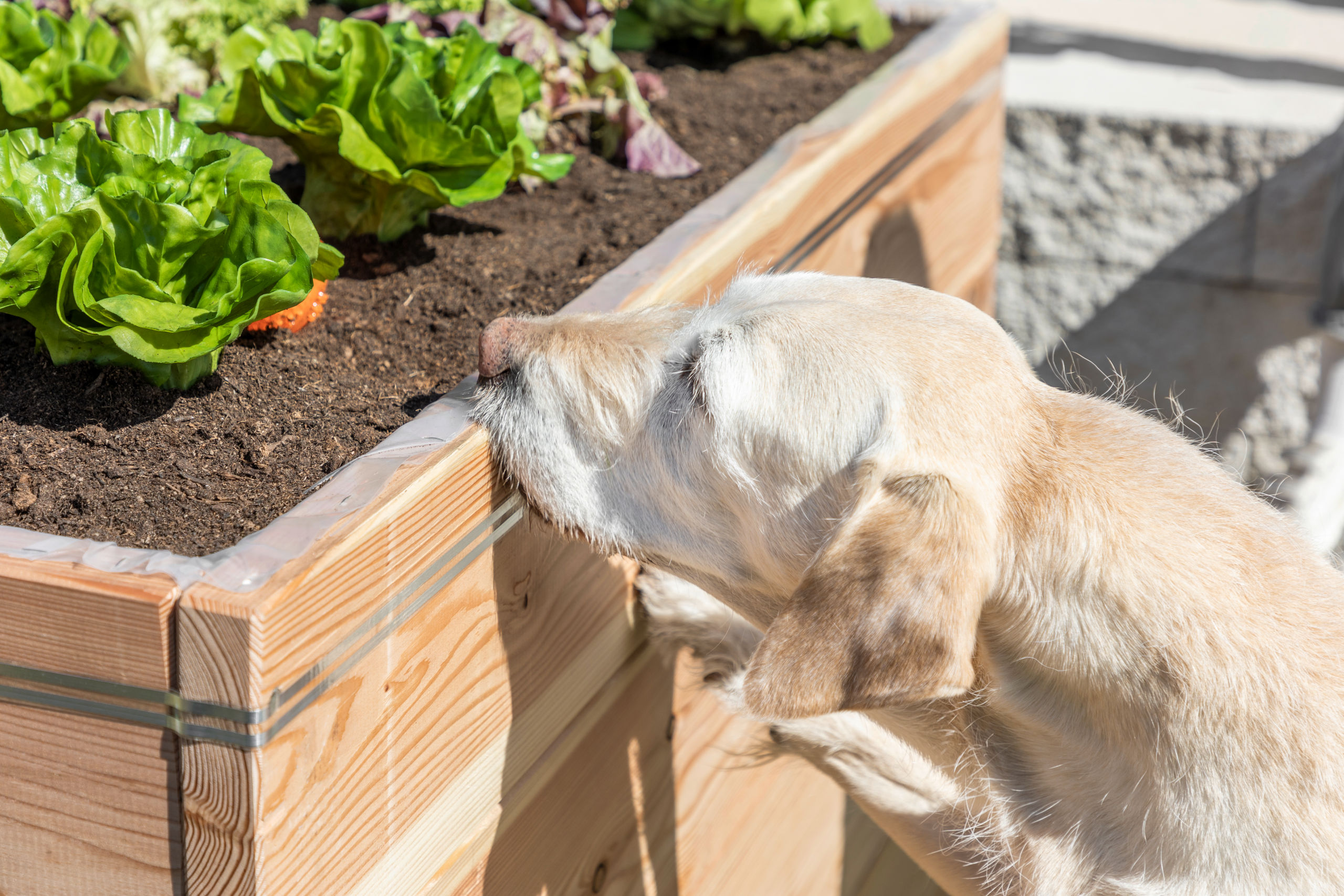 Kerbl SnailStop Starter-Set, Elektrischer Schneckenzaun