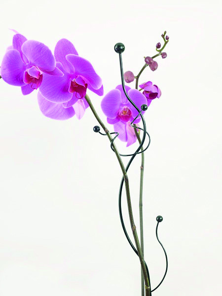 0702633043019_sfeer-3ciLeN2sAxcOAJ Peacock Mini Twiggy Wellenform, grün, 55cm