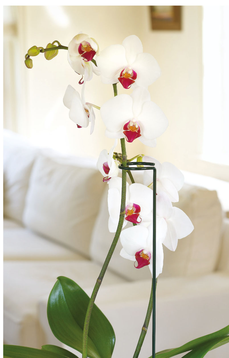 0702633064175_sfeerd1W7QCCC6YL9m Peacock Stützstab mit Ring und Zweig, 75cm