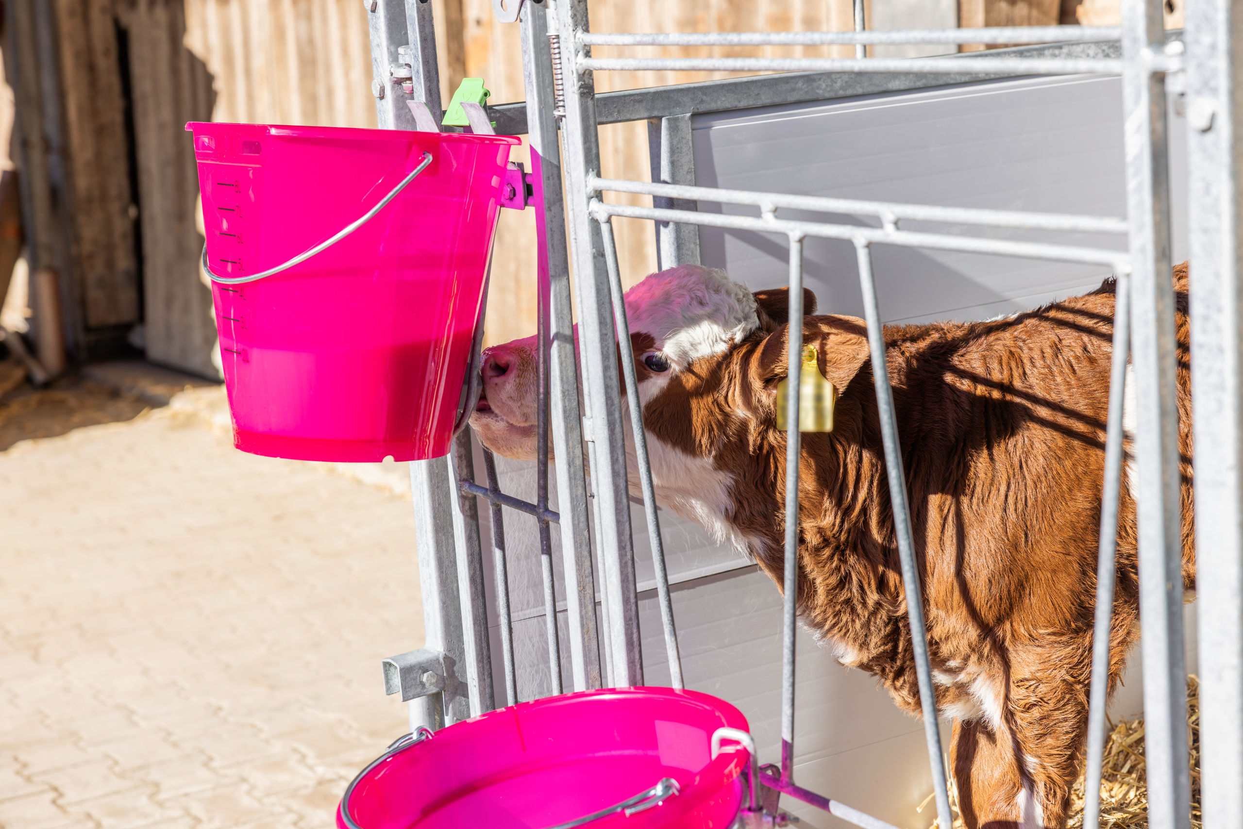 Kerbl Tränkeeimer rosa transparent mit Skala, ohne Zubehör